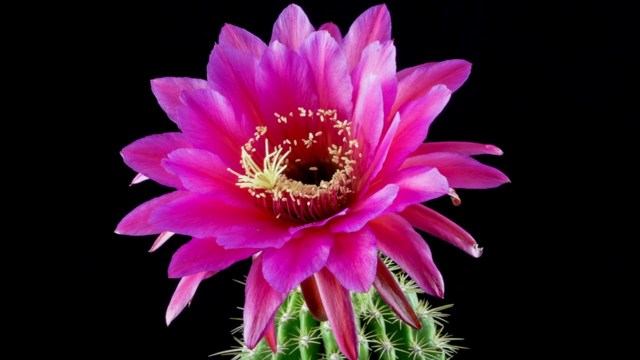 FOQL - INDIGO MONACO (CHINO REWORK)