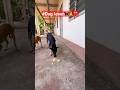 #Viral shorts#dogshorts #streetdog #Dog lover#cutepet #pets #cutepuppy #petlover #Short clip