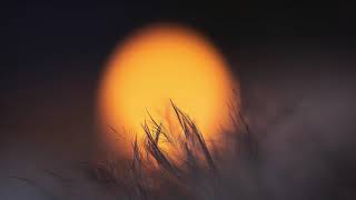 Bush  40 Miles From The Sun