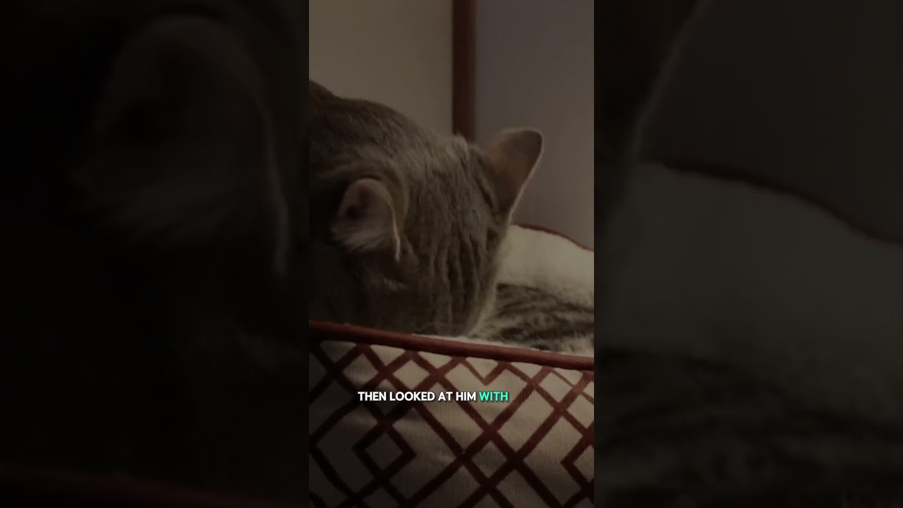 Put Down Because Vet Bills Were High 