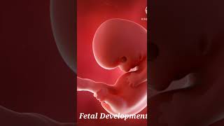 fetal growth &development baby viral shortsvideo pregnancy