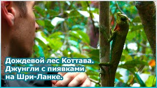 Дождевой лес Коттава - настоящие джунгли с пиявками на Шри-Ланке [№116]