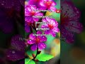 பூ பூக்கும் மாசம்..#tophits #songlyrics #tamilsong  #90shitstamilsongs #ilayarajamelodyhits #kadhal
