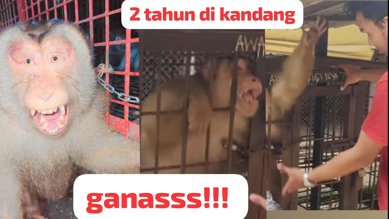 rescue beruk jumbo ganas! usia 6tahun