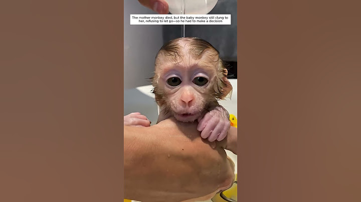 A man love for an orphaned baby monkey after its mother’s passing #monkey #shortvideo #animalshorts
