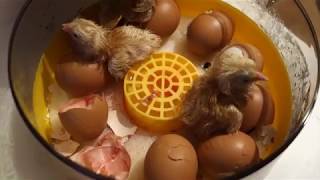 Juego de incubadora manual Janoel 10 + bandeja de huevos