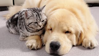 Golden Retriever and Cat are Inseparable Lovers