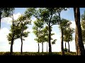 Peaceful Meditation Music for Slow Breathing