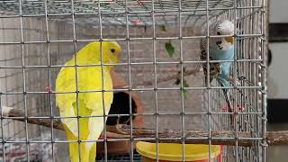 Lovebirds #budgries #budgies #parrot #birdslover