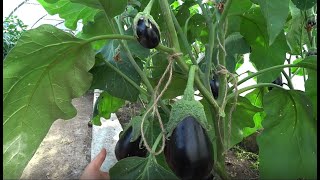 видео: Обзор сортов баклажанов картинка: Обзор сортов баклажанов