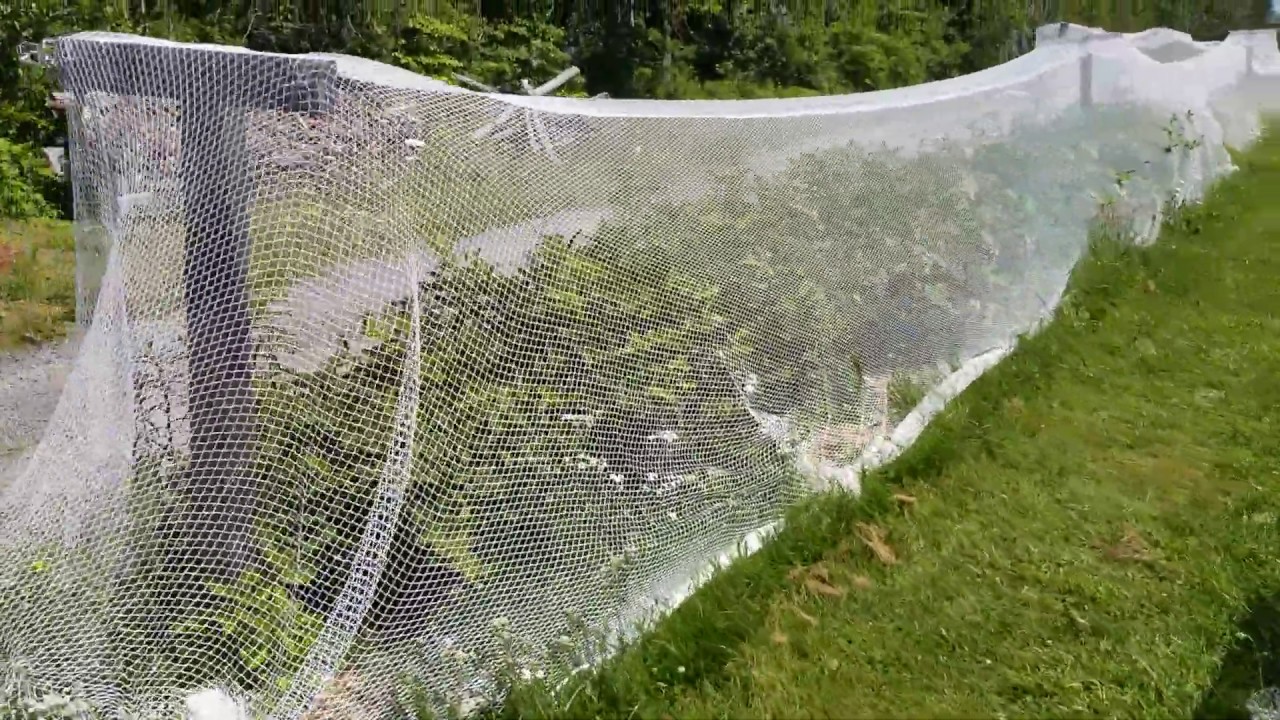 Chat About Bird Netting on Haskap Plants