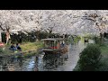 【4K】春の京都(2019/4/6,4/7) Cherryblossom in Kyoto