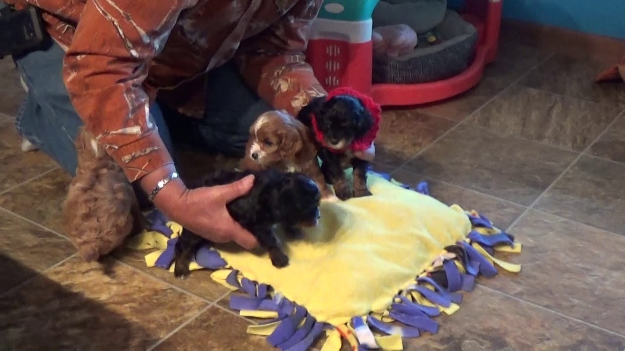 CAVAPOO BOYS www.KingdomDogs.com doodle معنى