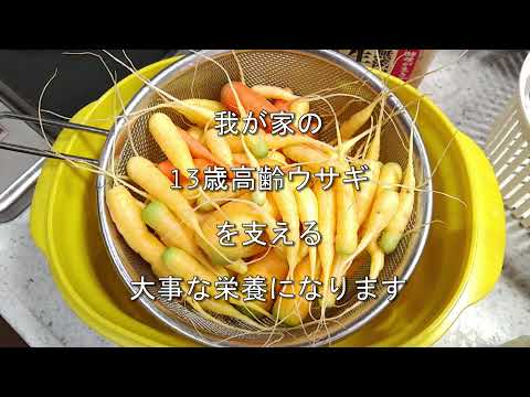 エボシガイ エボシガイ