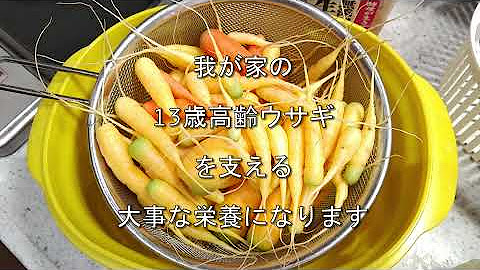 エボシガイ Youtube