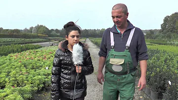 Wann blüht die lavendelheide?