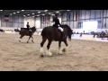 Shire horse show 2012 ridden class
