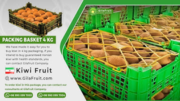 Packing a 4kg box of kiwi | packaging of 4 kg super lux kiwi basket