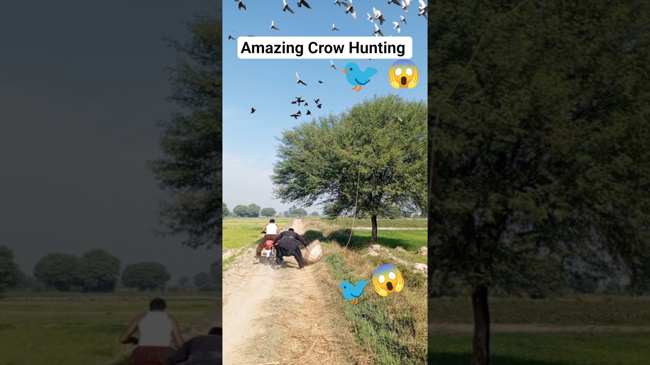 Amazing Crow Hunting 🐦‍⬛😱 