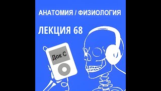 Анатомия и физиология - Лекция 68 - Всасывание в тонкой кишке, толстая кишка