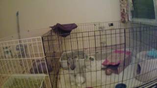Winter, Bunny Ninja