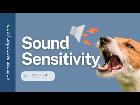 Stop Your Dog Barking At Noises!