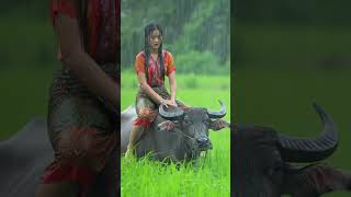អត់មានឡានជិះនឹងគេចឹងហើយមានតែជិះក្របីតាមវាលស្រែ កាតភ្លៀងកាត់ផ្គរ​