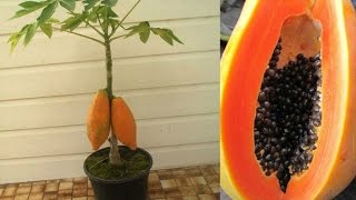 how to grow papaya plant with seed Gardening Sekho in Hindi/Urdu