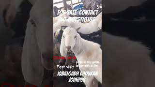 fast visit cheap price goat sale cheapprice goatsale