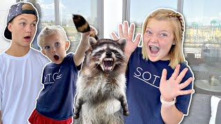 Raccoon ATTACK!! We Have SURPRISE Visitors