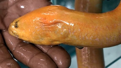 Nông dân miền Tây bắt được "lươn vàng", 50 triệu chưa bán