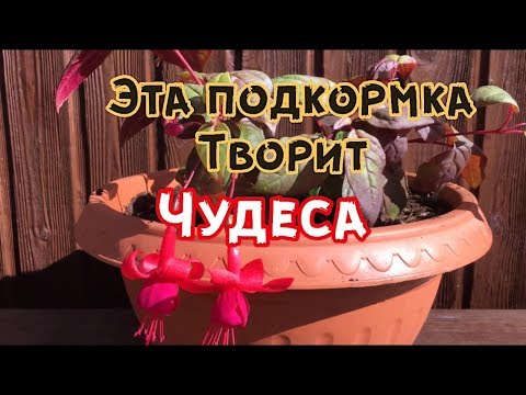 Чем подкормить фуксию в домашних условиях