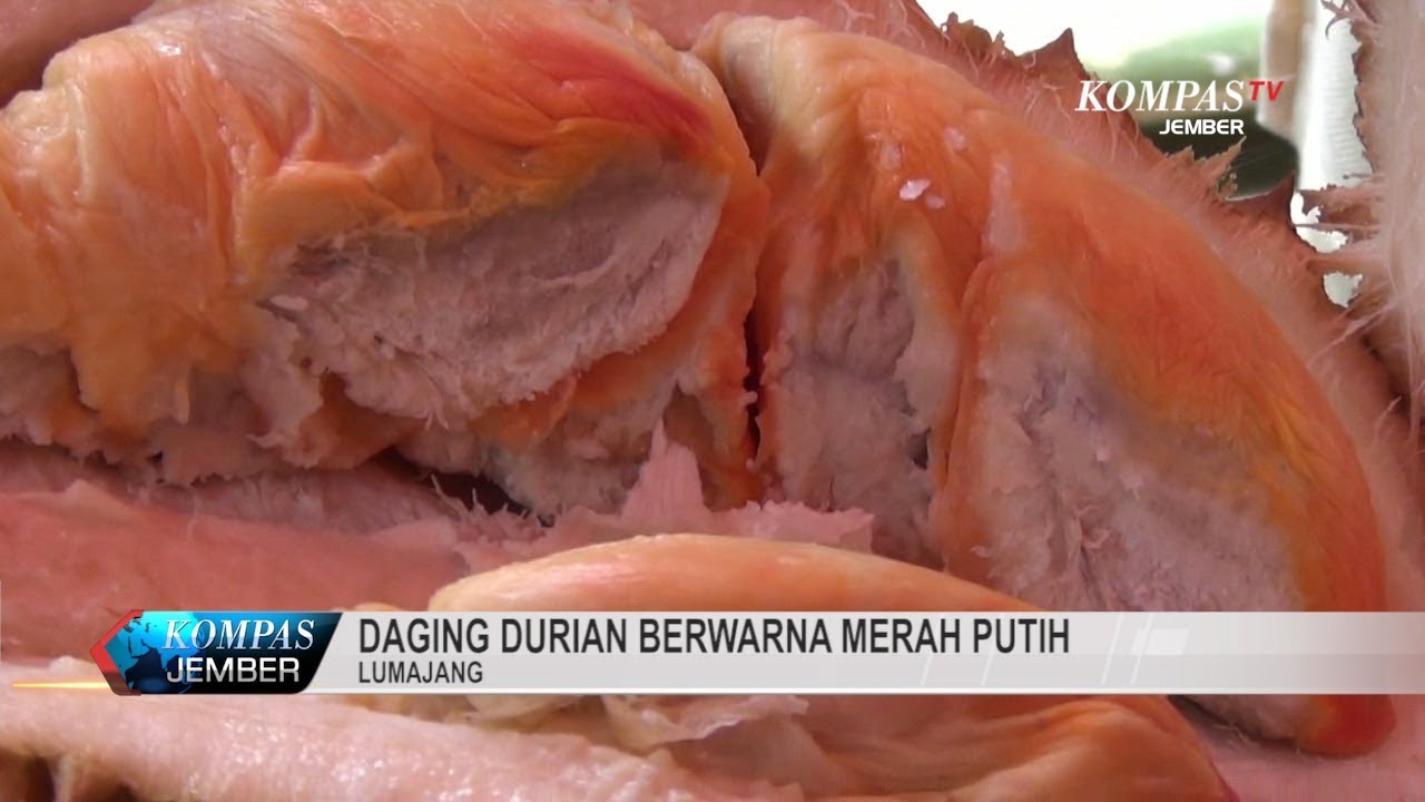 Unduh 700 Gambar Durian Berwarna Merah Terbaik Gratis HD