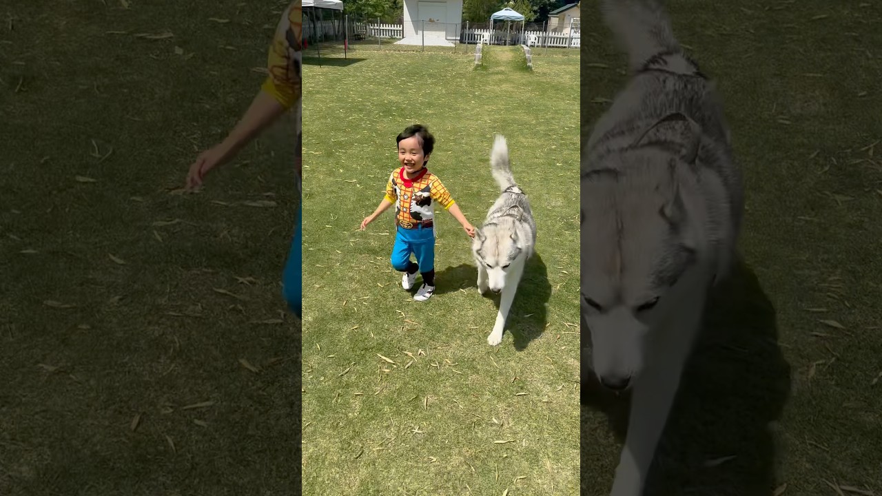 満面の笑みで一緒に走る3歳児と兄ボビー #シベリアンハスキー #huskylife #husky #siberianhusky