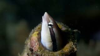 Facts: The False Cleanerfish