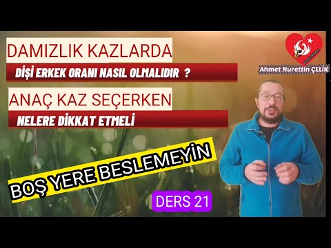 Video: Damızlık Kazlar: Kar Ve Cins Seçimi