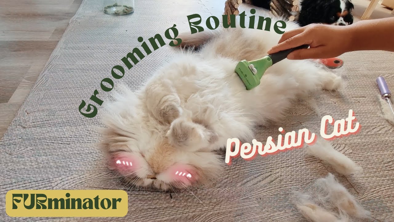 FURminator Persian Cat Grooming Routine Exotic Cat Falls Asleep