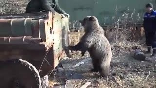 Вахтовики кормят медведя.
