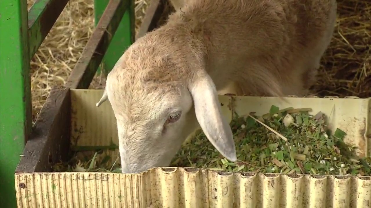 Forrajes empleados para la alimentación de ovinos | La Finca de Hoy