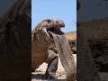 😱😱😱Komodo dragon swallow giant sea eel