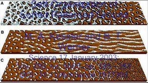 Pattern Formation in Nature