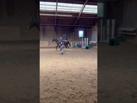 Baby Pancho Learning His Moves 😍