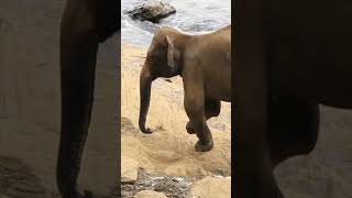 La cola del Elefante.   #shorts #viral #video #animales #youtube #fyp #fypシ #videoshort #fy