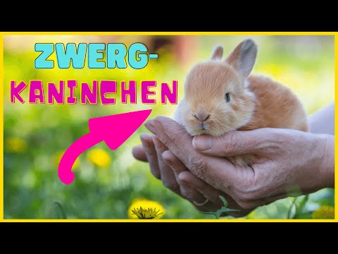 Video: Einen Hamster zähmen – wikiHow