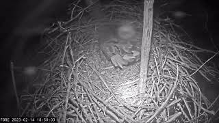 Redding Bald Eagles: Egg #1 for 🦅Liberty & 🦅Guardian! 🥚