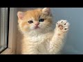 funniest cats and kittens - The best and funniest clips of funny animals 2022