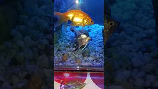 angelfish#aquarium  look is wow#fishtank #goldfish #short video