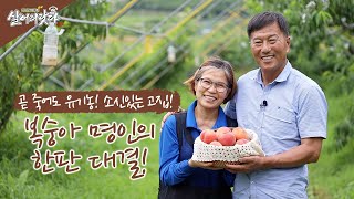 (살어리랏다3)복숭아 명인 1호의 비법, 곧 죽어도 유기농! ktv, korea tv, peach, expert (전남 화순, 노상현&김영숙)