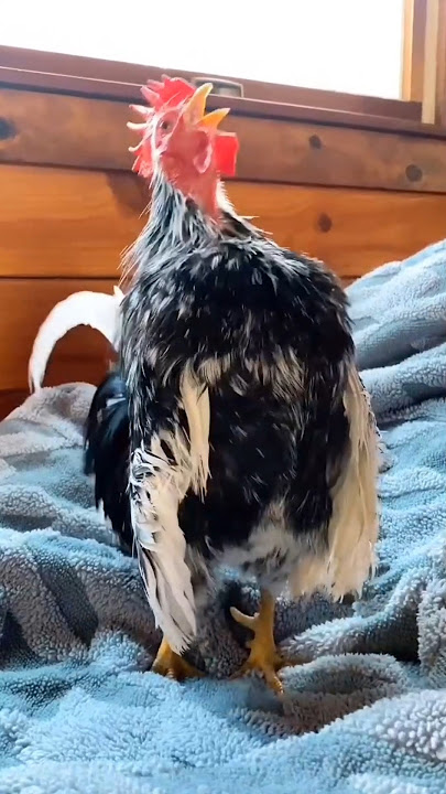 Bangun tidur langsung dikejutkan sama suara ini 😱🐔  Siapa yang masih belum bangun?