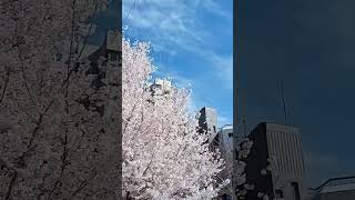 【※No sound】Horikawa Shimei intersection【Kyoto Travel Guide】 #Shorts